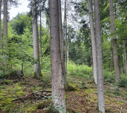 land- und forstwirtschaftlich genutztes Grundstück in Dietfurt an der Altmühl - Bild 4