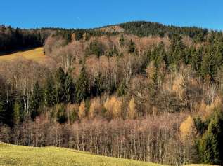 Waldfläche, Landwirtschaftsfläche in Anger - Bild 4