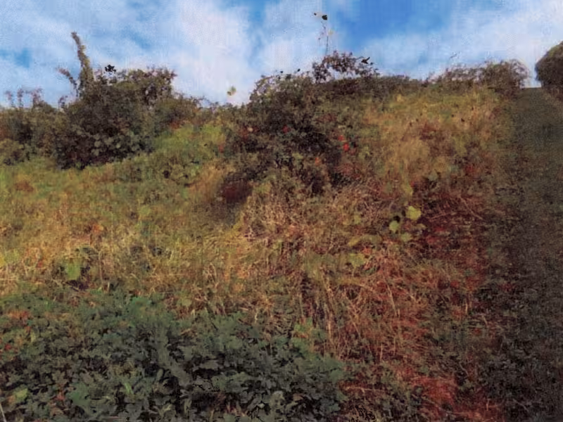 Brache Weinbergfläche in Erlenbach - Bild 3