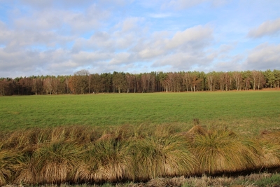 Grünland in , 19300 Grabow OT Winkelmoor - Bild 1