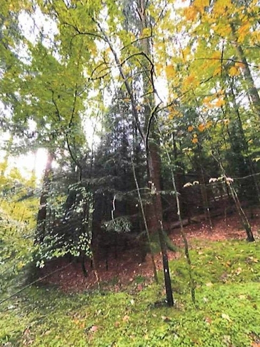 Waldflächen in Althütte - Bild 3