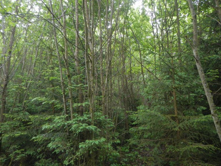 Waldgrundstück in Oberdachstetten - Bild 2