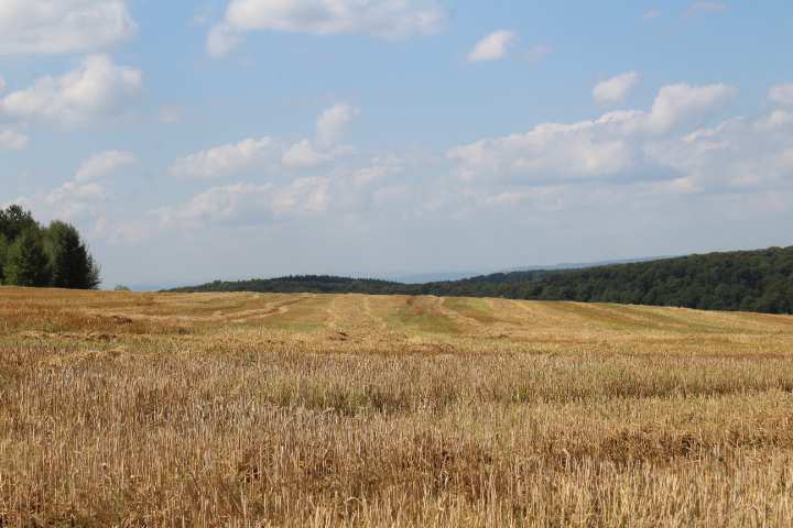 land- und forstwirtschaftlich genutztes Grundstück in Hillscheid - Bild 3