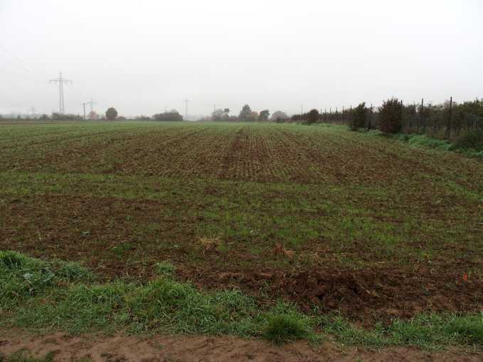 Ackerländer und Grünfläche (Wiese) in Frankfurt am Main - Bild 1