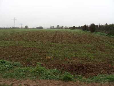Ackerländer und Grünfläche (Wiese) in An der Okrifteler Gewann + Goldgewann + Steinigte Wellen, 65931 Frankfurt am Main, Sindlingen und Schwanheim - Bild 1