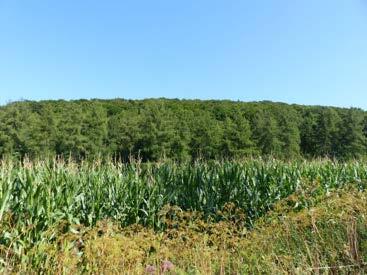 land- und forstwirtschaftlich genutztes Grundstück in Dassel - Bild 2