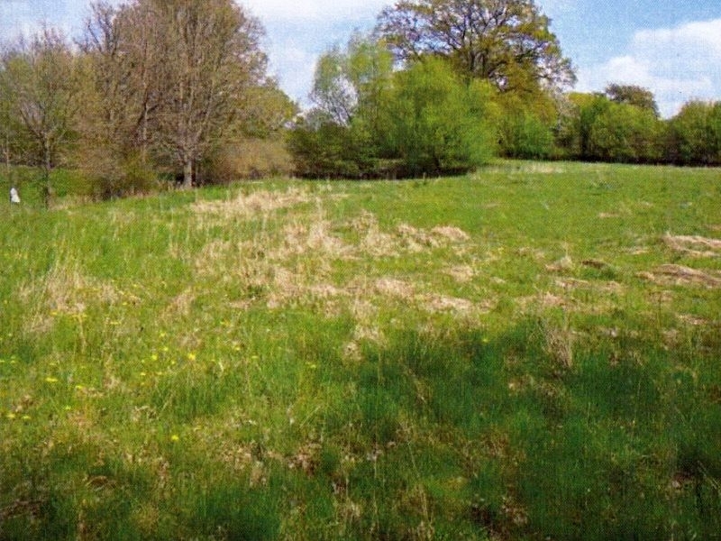 Grünland in Groß Boden - Bild 3