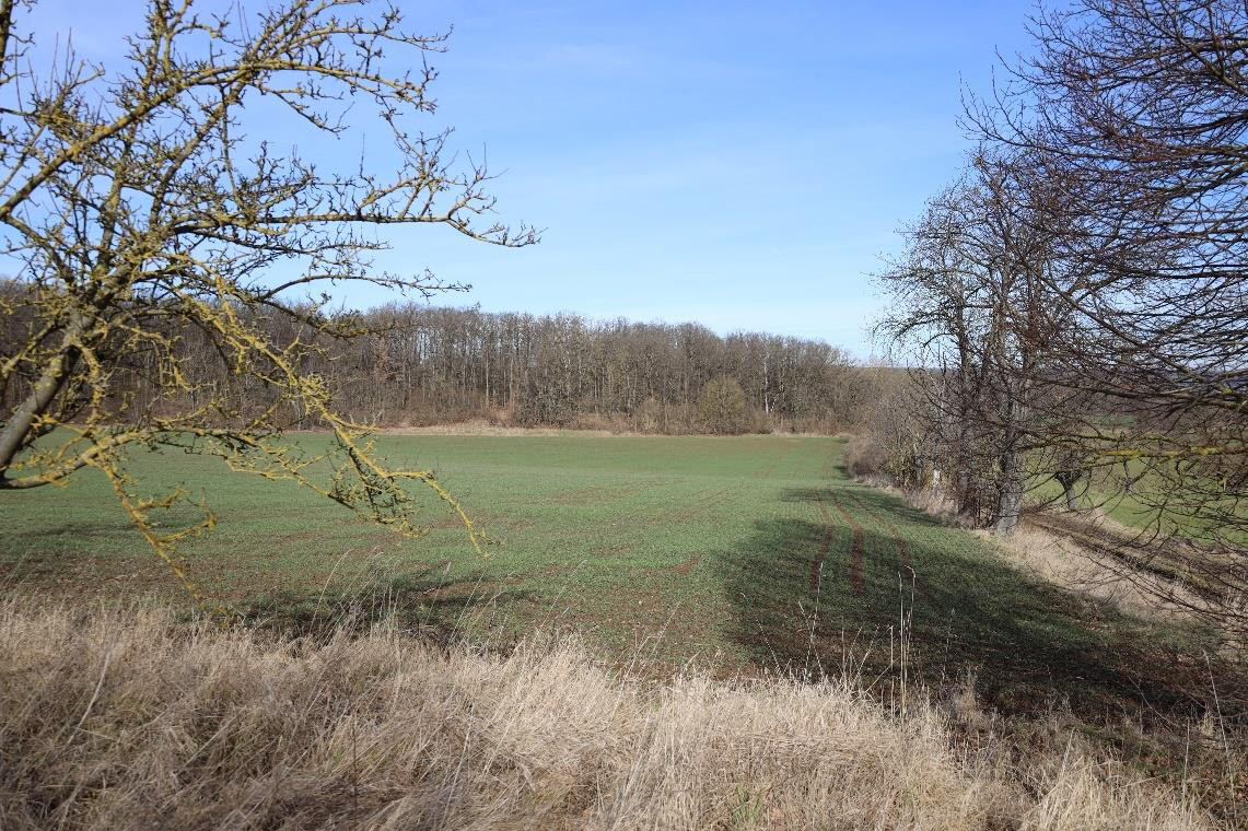 land- und forstwirtschaftlich genutztes Grundstück, Ackerland und Mischwald in Bad Bibra - Bild 3