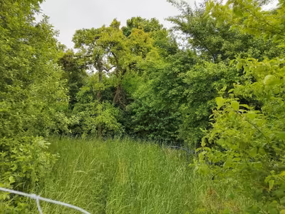 Unbebautes Grundstück (starker Wildwuchs) in nördlich der Teterower Straße, 17168 Jördenstorf - Bild 1