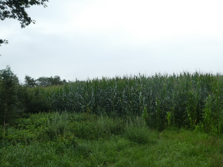 land- und forstwirtschaftlich genutztes Grundstück in Saterland - Bild 1