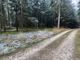 Waldgrundstück in Hemau - Bild 2