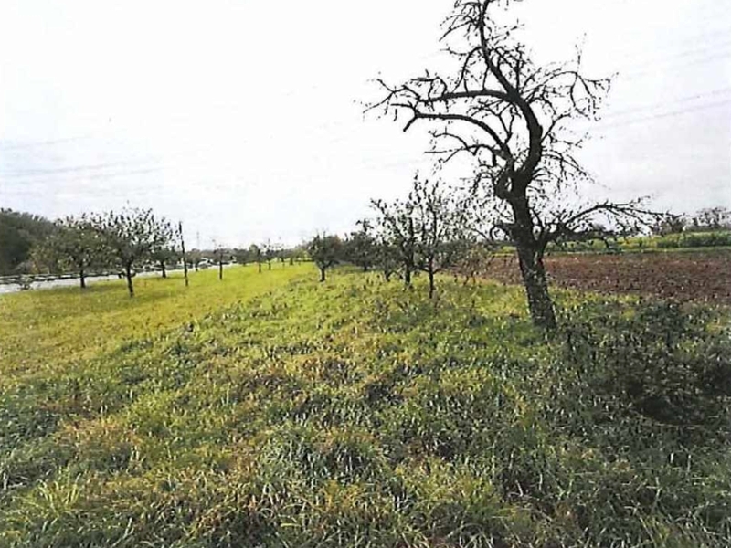 Grünfläche in Freiberg am Neckar - Bild 2