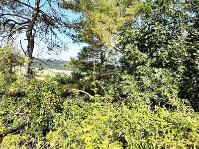 Waldfläche in Am Waltingerweg, 85137 Walting, Pfalzpaint - Bild 3