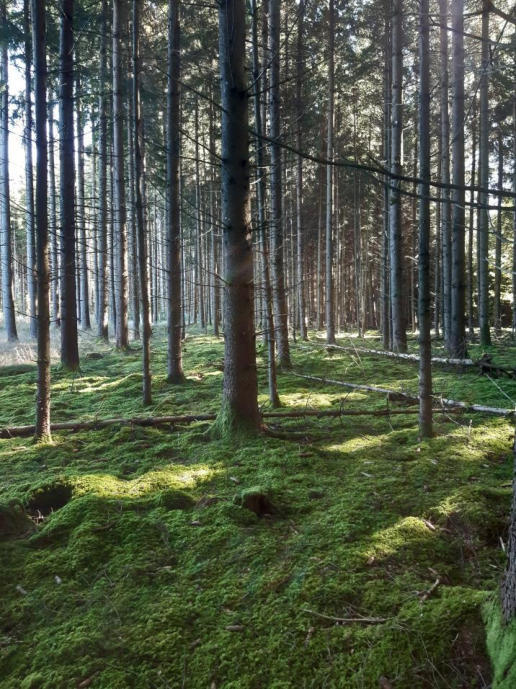 Waldfläche in Ustersbach - Bild 3