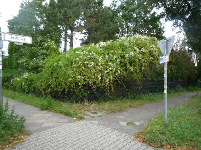 Einfamilienhaus in Berlin - Bild 4