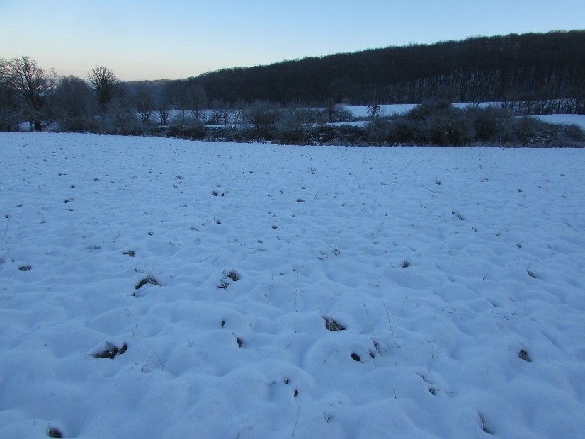 land- und forstwirtschaftlich genutztes Grundstück in Wachtberg - Bild 1