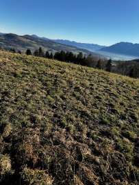 Waldfläche, Landwirtschaftsfläche in Anger - Bild 3