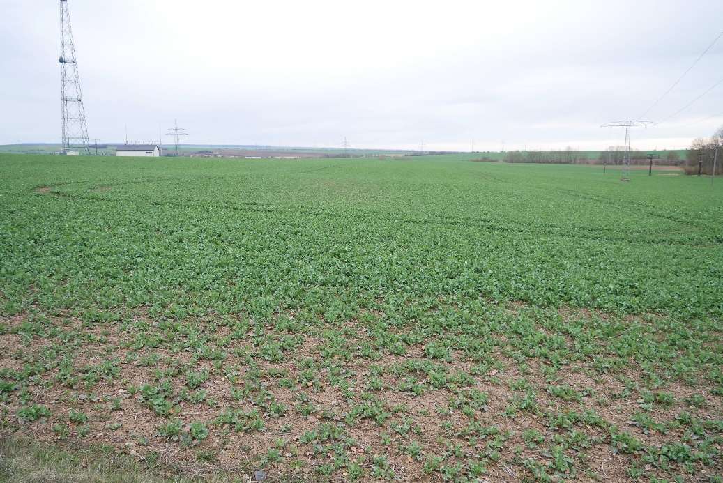 land- und forstwirtschaftlich genutztes Grundstück in Ebeleben - Bild 2