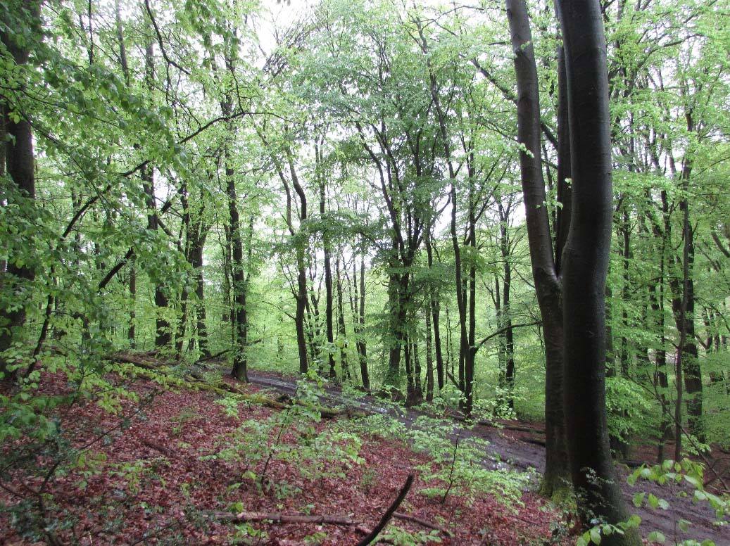 unbebautes Waldgrundtsück in Wipperfürth - Bild 4