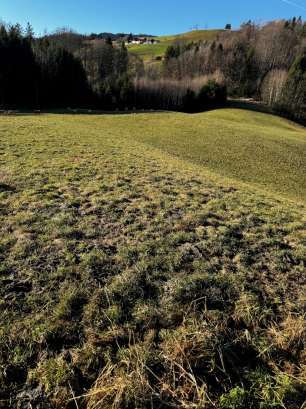 Waldfläche, Grünland in Anger - Bild 2