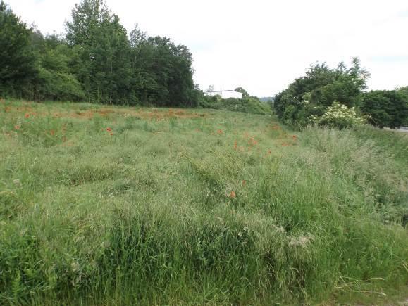Betriebsfläche, Landwirtschaftsfläche, Waldfläche in Walting - Bild 3