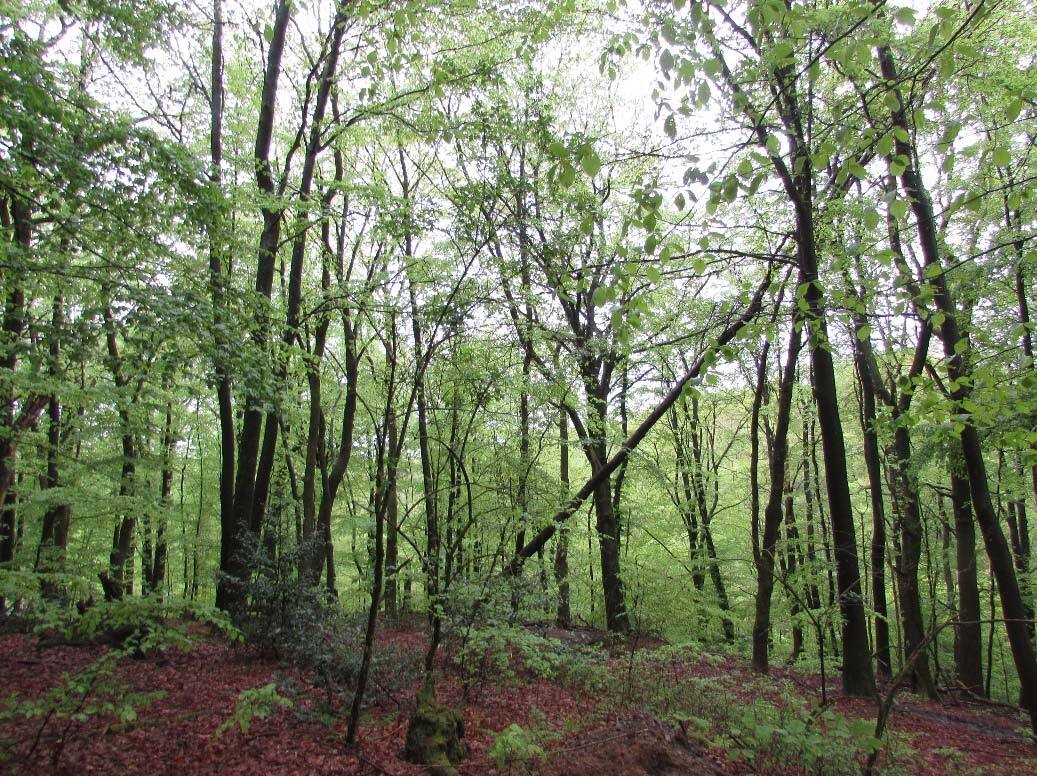 unbebautes Waldgrundtsück in Wipperfürth - Bild 2