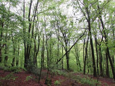 unbebautes Waldgrundtsück in Kümpel, 51688 Wipperfürth - Bild 1