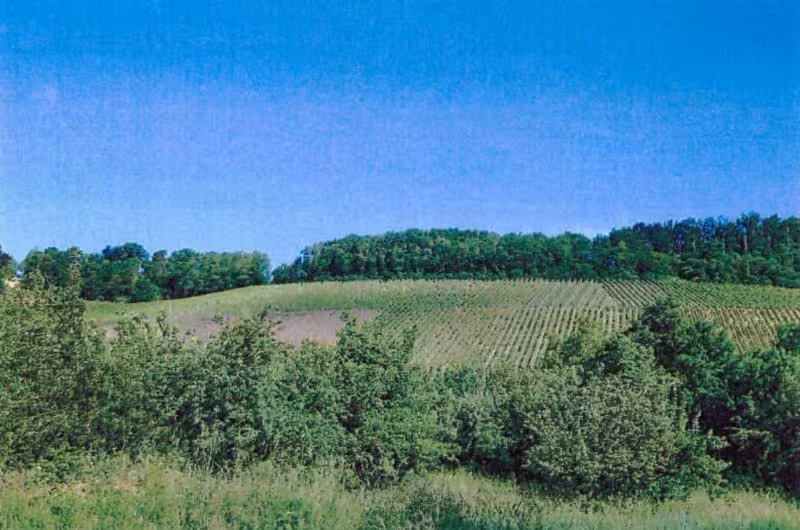Landwirtschaftsfläche (als Weinberg genutzt) in Brackenheim - Bild 1