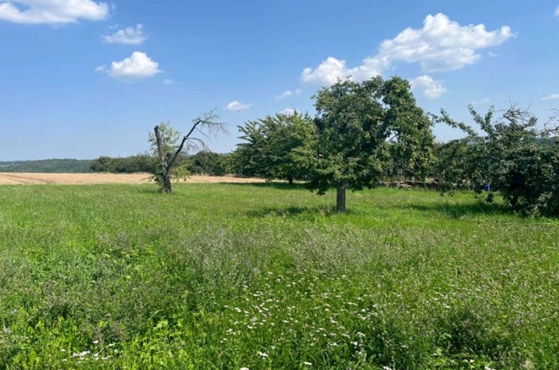 Wohnhaus, Landwirtschaftsfläche und unbebautes Grundstück in Bad Mergentheim - Bild 4