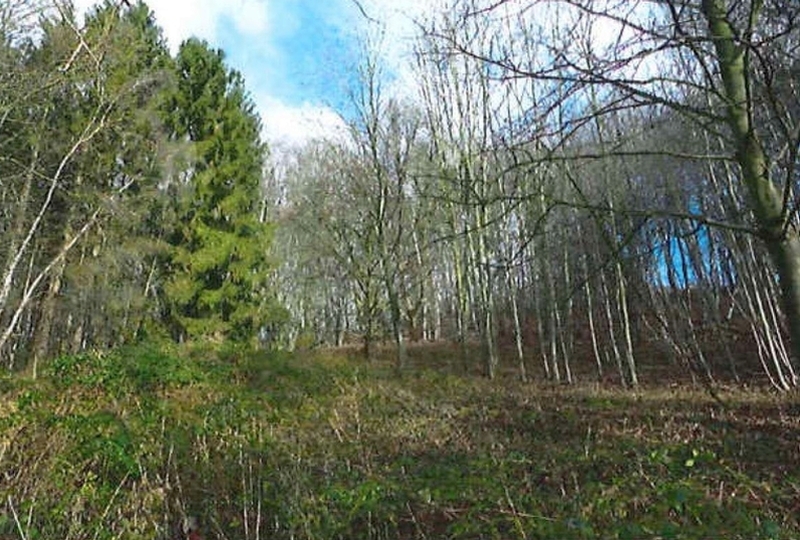 Waldfläche in Escheburg - Bild 1