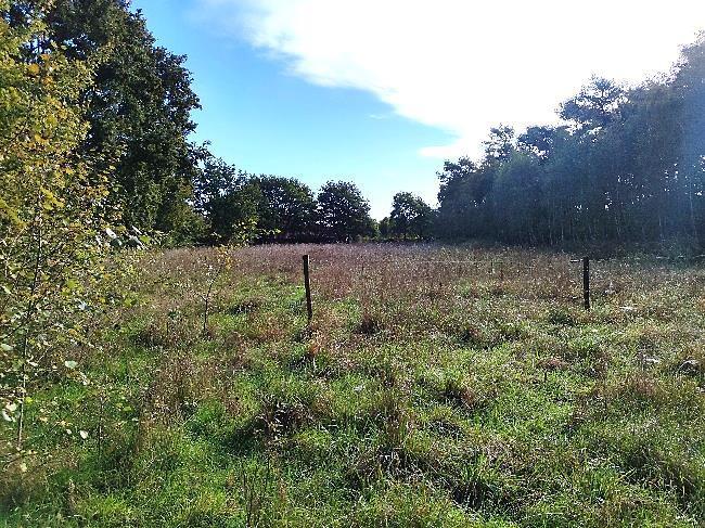 land- und forstwirtschaftlich genutztes Grundstück in Papenburg - Bild 1