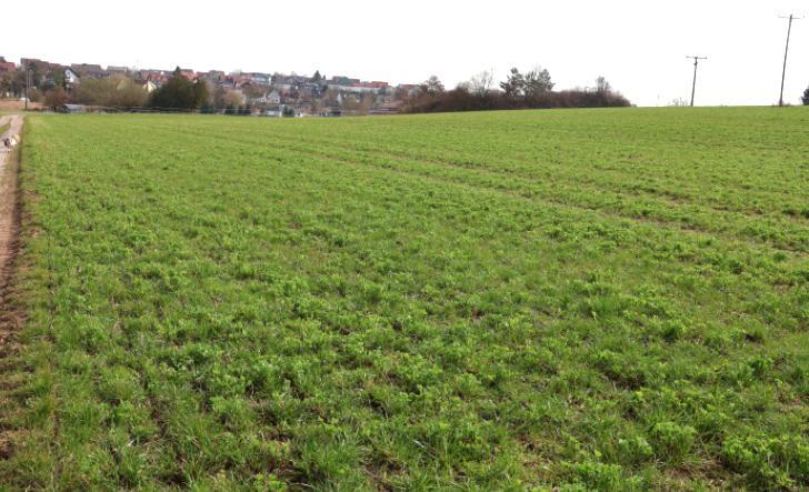 Ackerland in Steinfeld - Bild 4