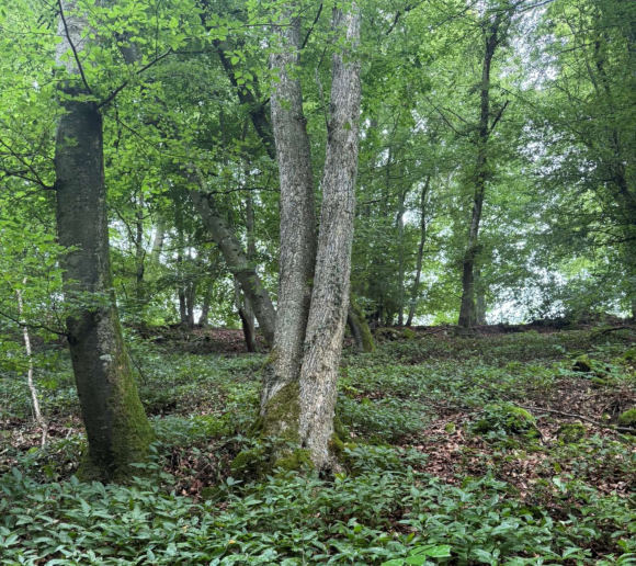 land- und forstwirtschaftlich genutztes Grundstück in Dietfurt an der Altmühl - Bild 1