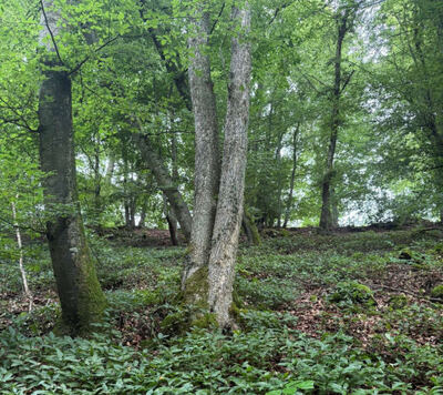 land- und forstwirtschaftlich genutztes Grundstück in Schloßleite, 92345 Dietfurt a. d. Altmühl, Unterbürg in der Schloßleite - Bild 1