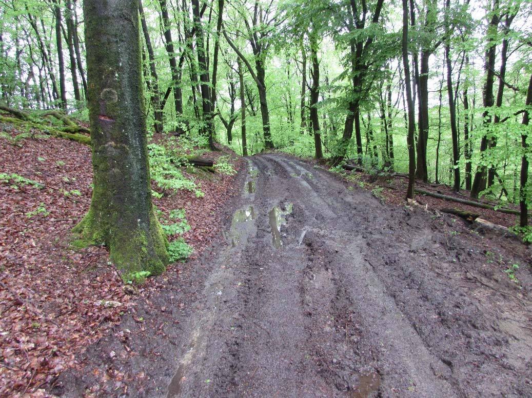 unbebautes Waldgrundtsück in Wipperfürth - Bild 3