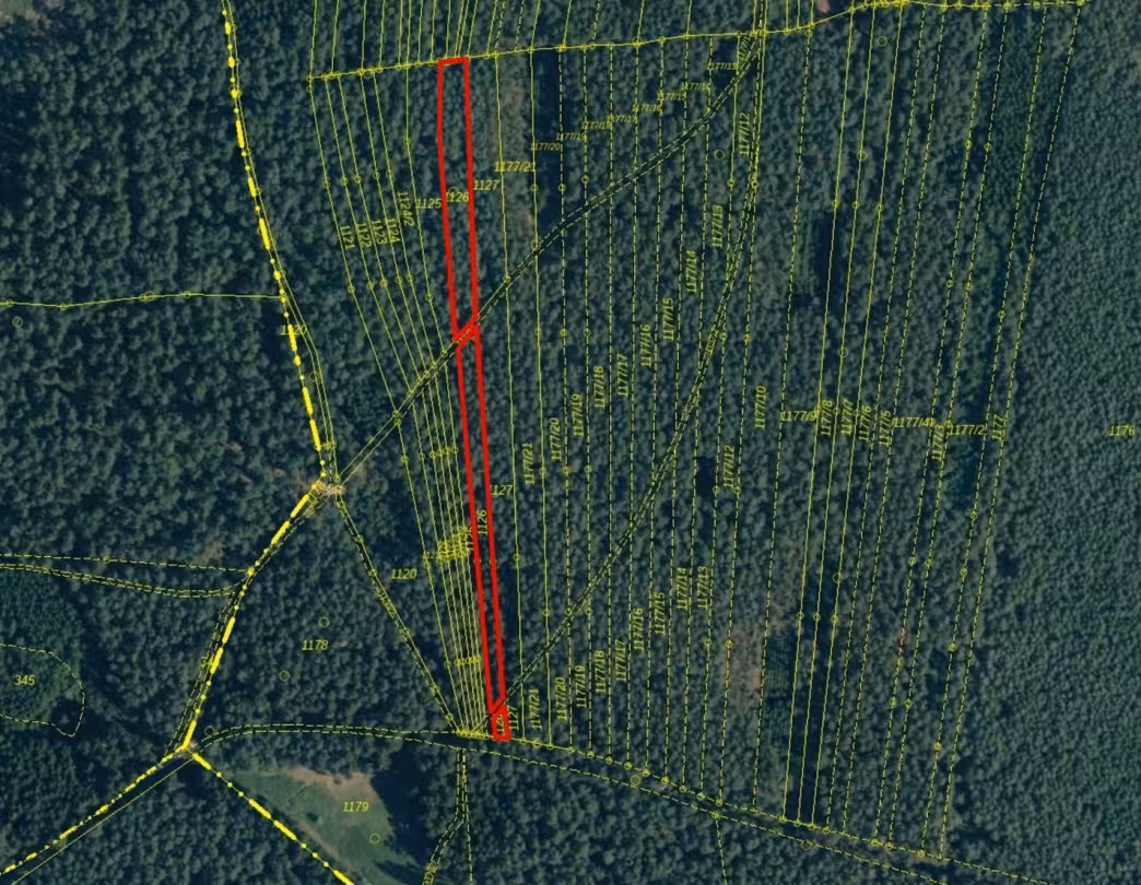 Waldfläche in null - Bild 1