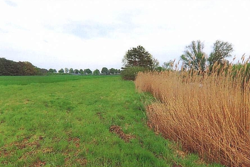 Land-/Forstwirtschaftsflächen und Gartenlandflächen in Schönewalde - Bild 2