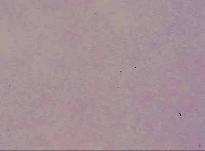 land- und forstwirtschaftlich genutztes Grundstück in Auf dem Schreiber, 61169 Friedberg (Hessen), Ockstadt - Bild 1