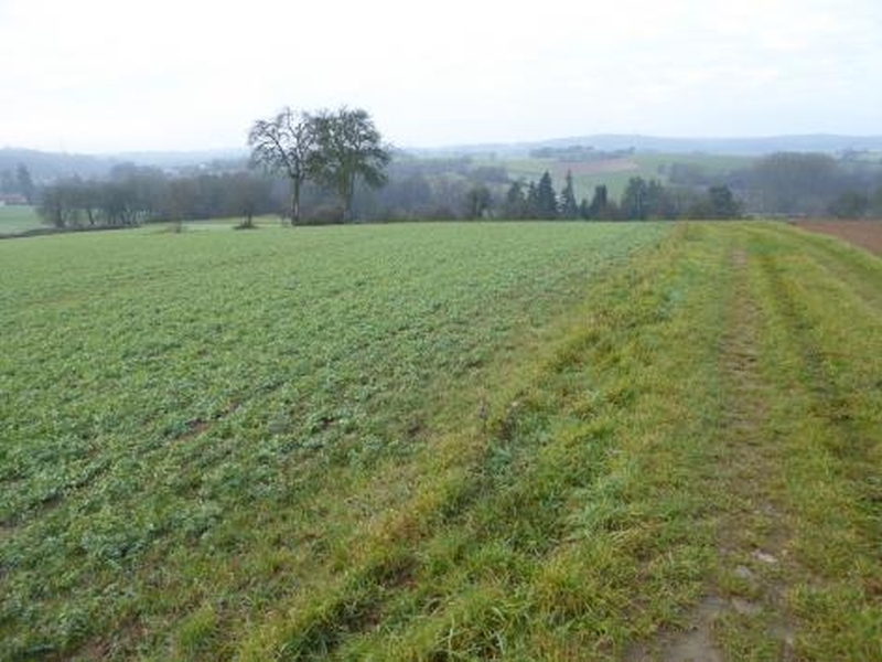 Ackerlandgrundstück in Wiesloch - Bild 2