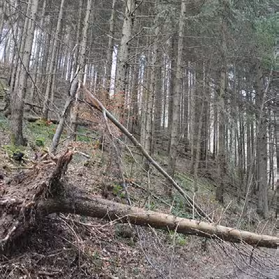 2 forstwirtschaftlich genutze Grundstücke (nicht zusammenhöngend, Streubesitz) in Kurtheldsberg, Im Funkenberg, 00000 - Bild 1