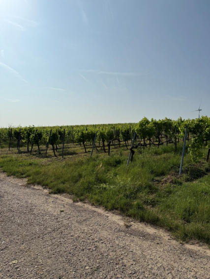 land- und forstwirtschaftlich genutztes Grundstück in Hergersweiler - Bild 3