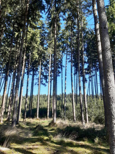 Waldfläche in etwa 1,5 km nordwestlich der Ortschaft Mödishofen und ca. 2,0 km südlich der Ortschaft Häder, 86514 Ustersbach - Bild 1