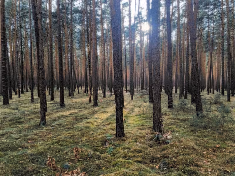 Forstwirtschaftliche Fläche in Schlaubetal - Bild 2