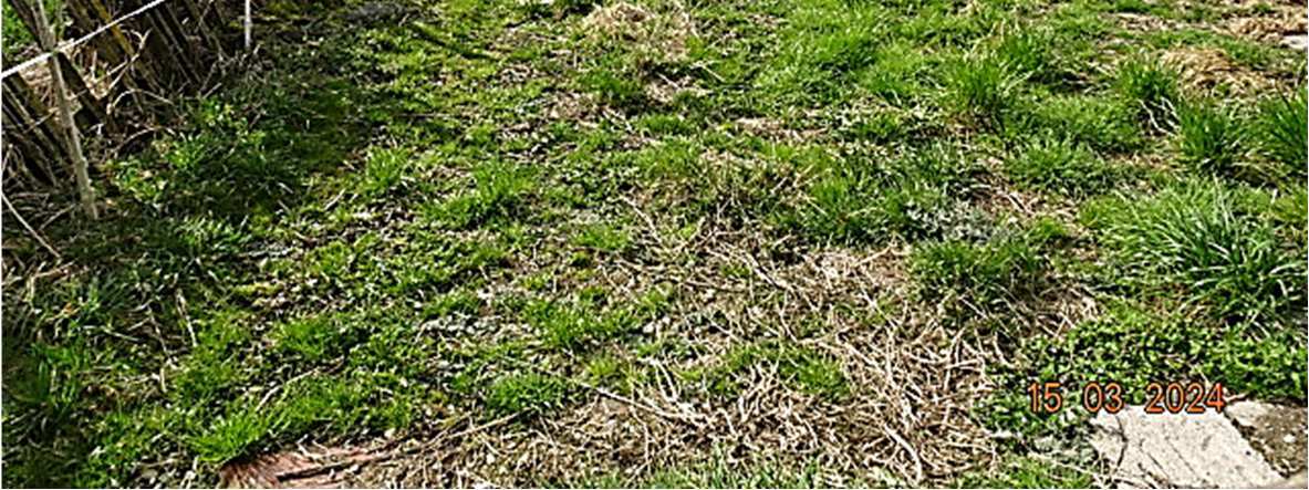 land- und forstwirtschaftlich genutztes Grundstück in Lingen (Ems) - Bild 4