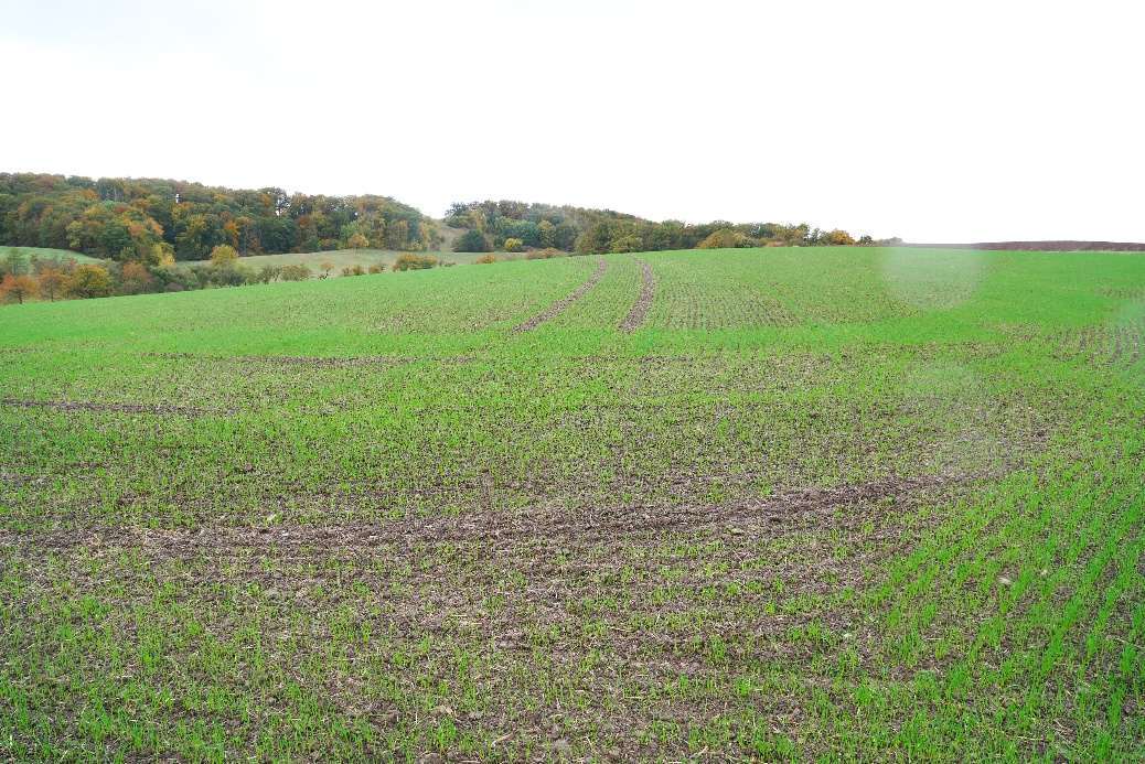 land- und forstwirtschaftliche Grundstücke in Nordhausen - Bild 1