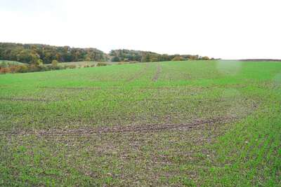 land- und forstwirtschaftliche Grundstücke in Das Haardfeld, 99734 Nordhausen , Steigerthal - Bild 1