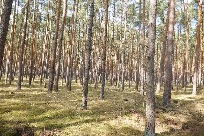 Wald in Berg - Bild 14
