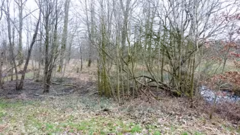 unbebautes Grundstück, Waldfläche, Auewiesen in Espelkamp - Bild 4