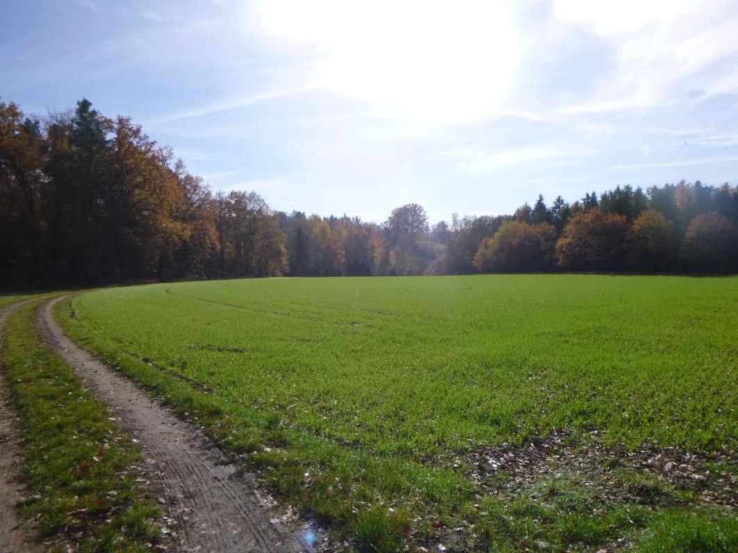 land- und forstwirtschaftlich genutztes Grundstück in Reichenbach - Bild 1