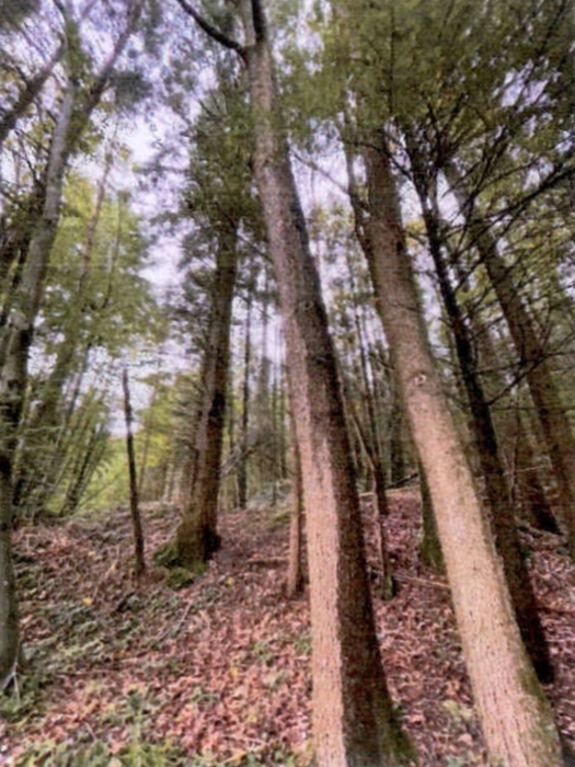 Waldflächen in Althütte - Bild 3
